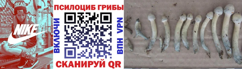 кракен зеркало  Меленки  Псилоцибиновые грибы Psilocybe 